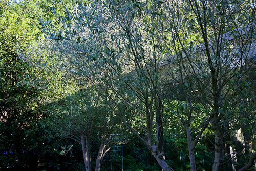 Meditation space, 53 Mount Ararat Road