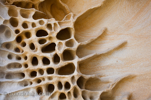 Detail of Bondi Rocks #15 Sydney, Australia