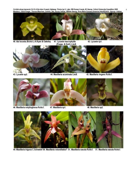 Peruvian Orchid Inventory Oxford Expedition 2008 4 of 8