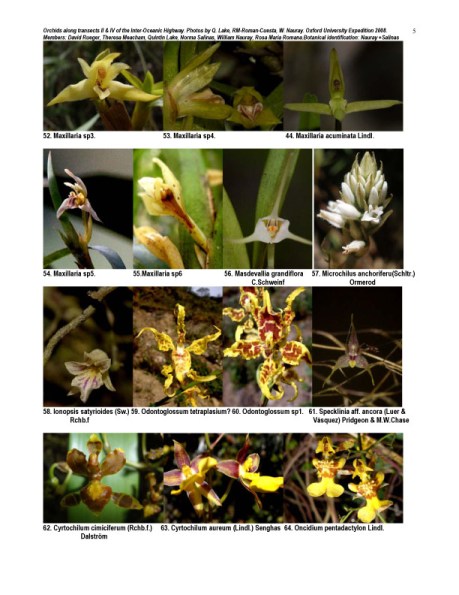Peruvian Orchid Inventory Oxford Expedition 2008 5 of 8
