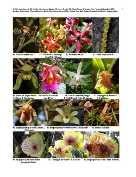 Peruvian Orchid Inventory Oxford Expedition 2008 7 of 8