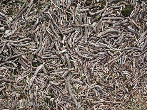 Heather stalks arranged in swirling pattern on moorland by rain water. West Brecon Beacons Mountains, Wales