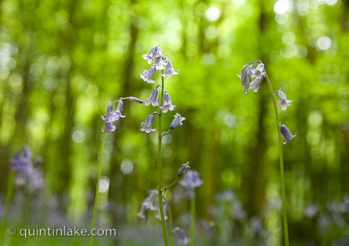 Bluebells in front of beech trees at Standish Wood in spring near the Cotswold way. Gloucestershire, England