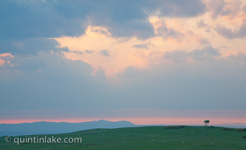 Solitary tree at Cleeve common hill at dusk near Cheltenham, Malvern Hills in the distance, Gloucestershire, England