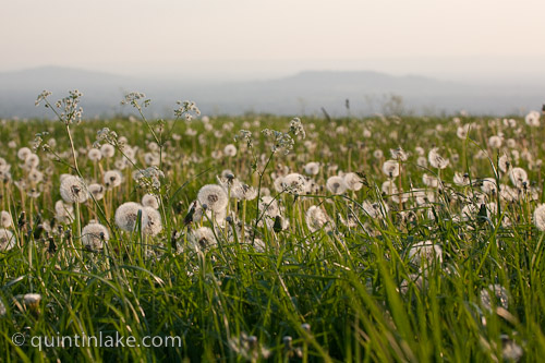 Meadow of Dandelion (Taraxacum) and Cow parsley (Anthriscus sylvestris (L.) Bernh). Half seeded dandelion clock and parachute balls with Chosen Hill (R) and Nut Hill (L) visible in the distance Gloucestershire, England