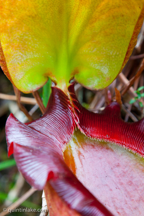 Nepenthes Rajah, carnivorous Pitcher Plant, Mesilau Nature Resort, Kinabalu National Park, Sabah