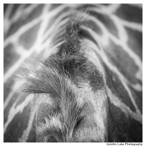 Giraffe, Giraffa camelopardalis) in the Cotswold Wildlife Park,