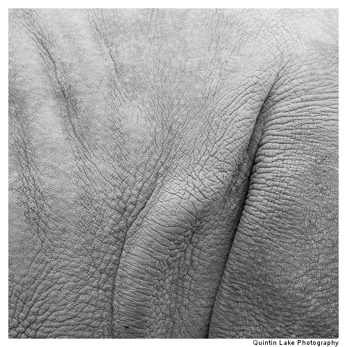 White Rhinoceros, Ceratotherium simum in the Cotswold Wildlife P