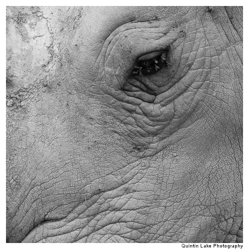 White Rhinoceros, Ceratotherium simum in the Cotswold Wildlife P