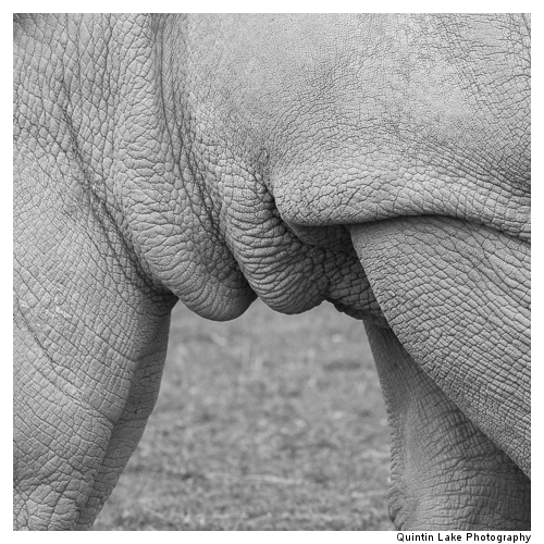 White Rhinoceros, Ceratotherium simum in the Cotswold Wildlife P