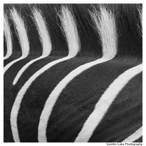 Chapman's Zebra, Equus quagga chapmani in the Cotswold Wildlife