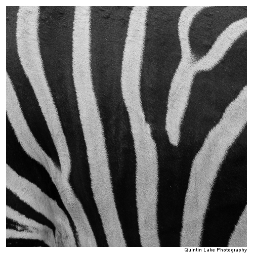 Chapman's Zebra, Equus quagga chapmani in the Cotswold Wildlife