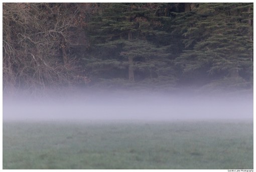 Mist at Westonbirt Arboretum. Tetbury, Gloucestershire, England.