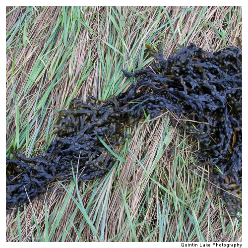 River Severn Near Oldbury-On Severn