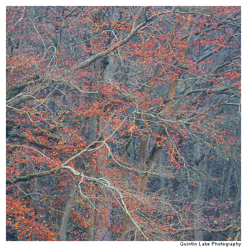 Autumn trees by the River Severn between Upper Arley and Worcest