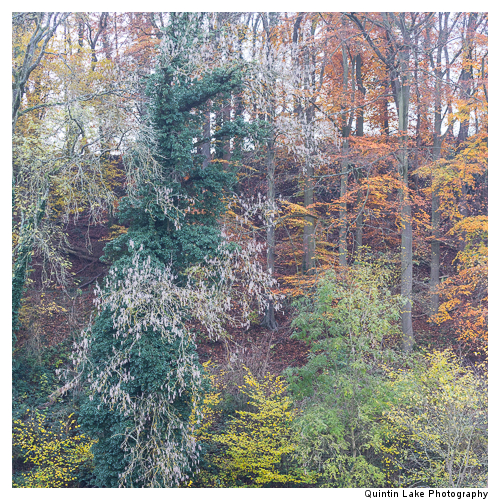 Autumn trees by the River Severn between Upper Arley and Worcest