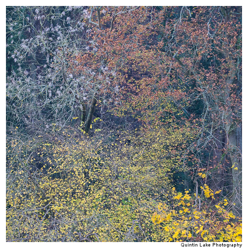 Autumn trees by the River Severn between Upper Arley and Worcest
