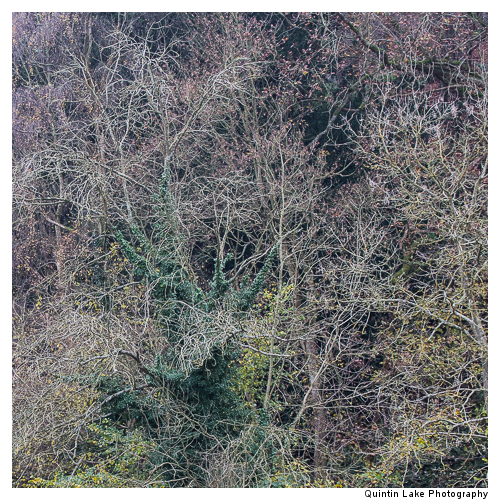 Autumn trees by the River Severn between Upper Arley and Worcest