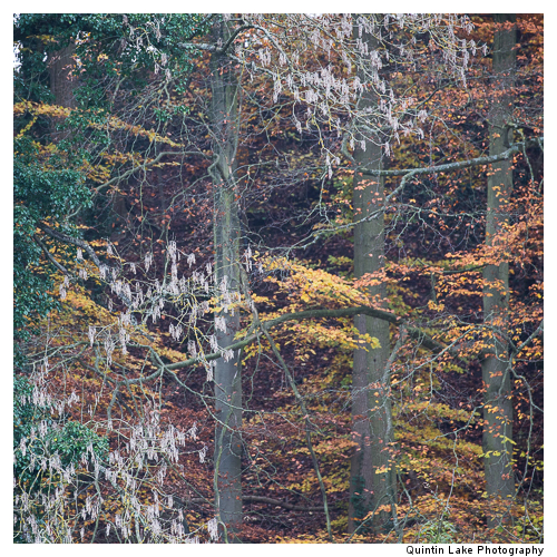 Autumn trees by the River Severn between Upper Arley and Worcest