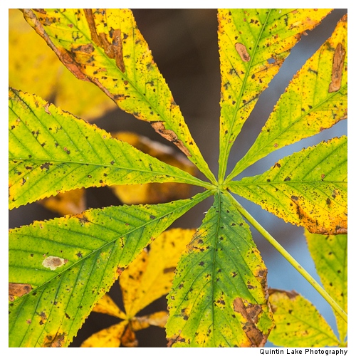 Autumn trees by the River Severn between Upper Arley and Worcest
