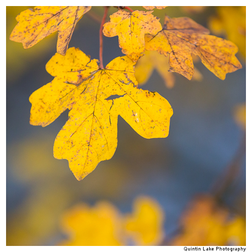 Autumn trees by the River Severn between Upper Arley and Worcest