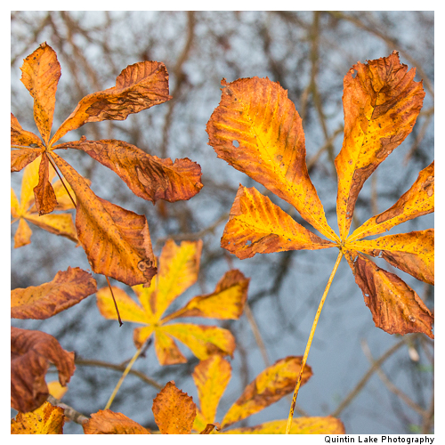 Autumn trees by the River Severn between Upper Arley and Worcest