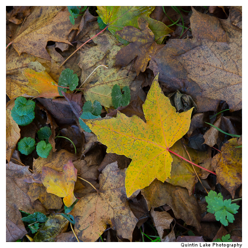 Severn Way between Worcester and Tewksbury