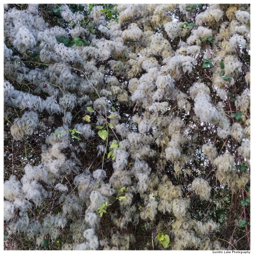 Severn Way. Cam & Dursley to Severn Bridge