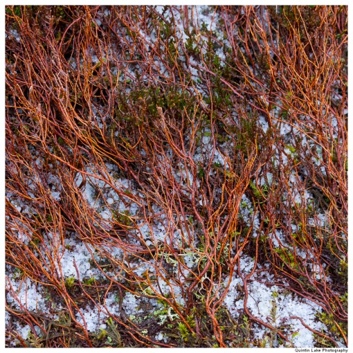 Source of the River Severn, Plymlimon, Powys, Wales