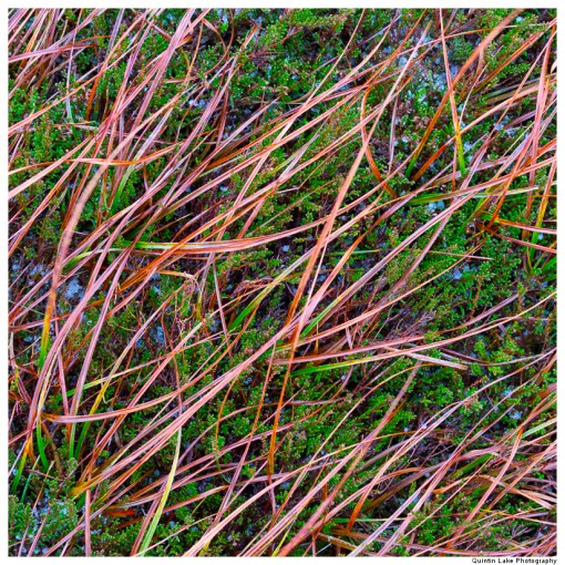 Source of the River Severn, Plymlimon, Powys, Wales