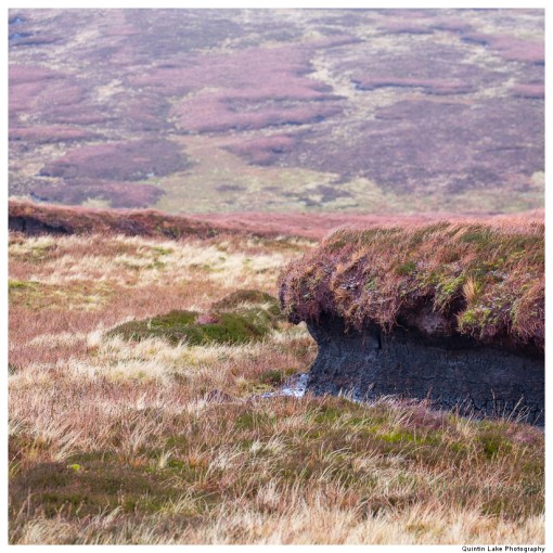 Source of the River Severn, Plymlimon, Powys, Wales