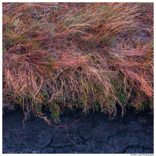 Source of the River Severn, Plymlimon, Powys, Wales