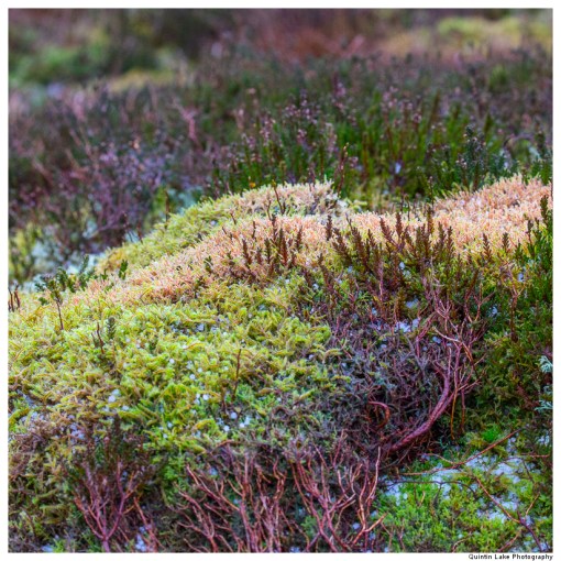 Source of the River Severn, Plymlimon, Powys, Wales