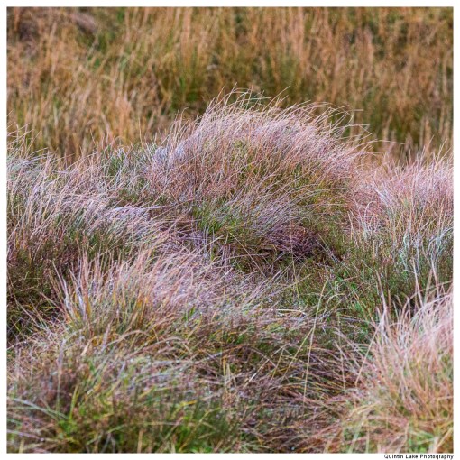 Source of the River Severn, Plymlimon, Powys, Wales