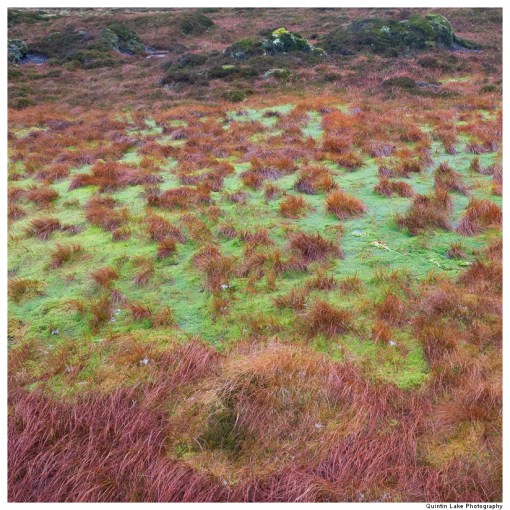 Source of the River Severn, Plymlimon, Powys, Wales