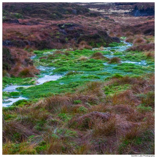 Source of the River Severn, Plymlimon, Powys, Wales