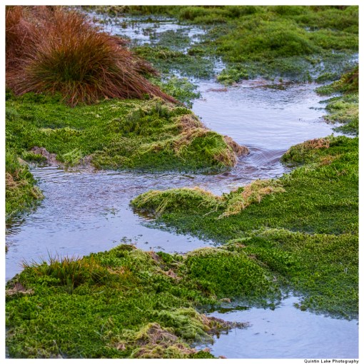 Source of the River Severn, Plymlimon, Powys, Wales