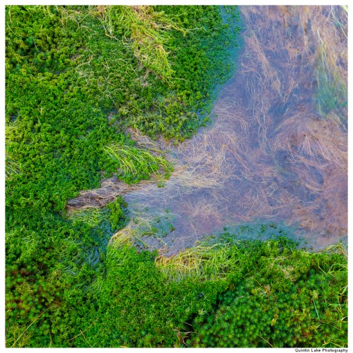 Source of the River Severn, Plymlimon, Powys, Wales