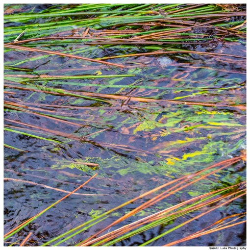 Source of the River Severn, Plymlimon, Powys, Wales