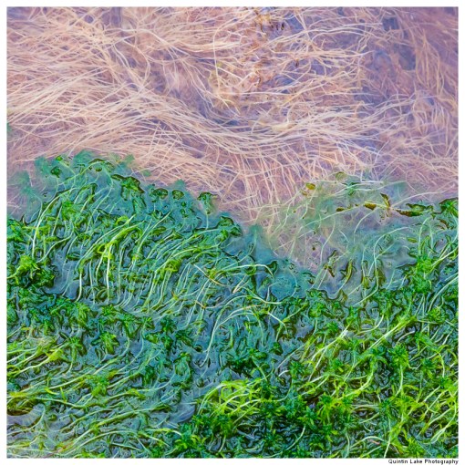 Source of the River Severn, Plymlimon, Powys, Wales