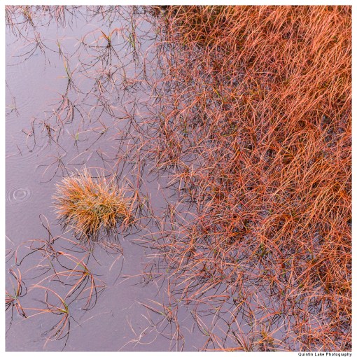 Source of the River Severn, Plymlimon, Powys, Wales