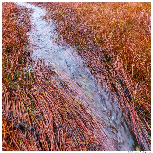 Source of the River Severn, Plymlimon, Powys, Wales