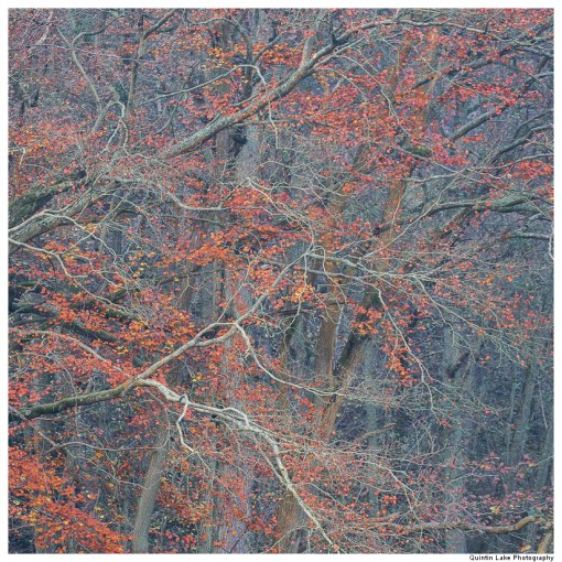 Wyre Forest, Worcestershire