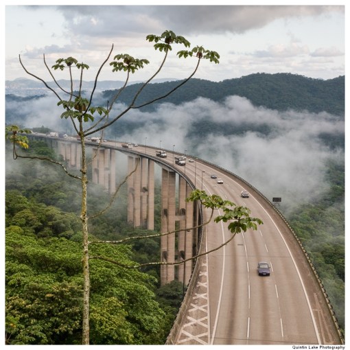 Jungle highway, Cubatão, Brazil