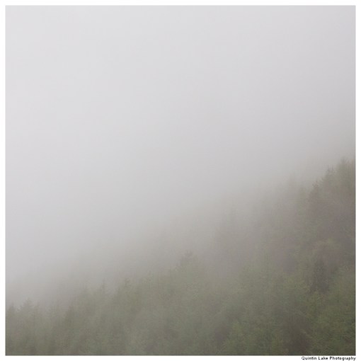 Medart Forest, Wales