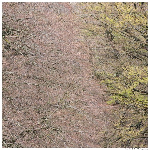 Glebe Wood, Abergavenny, Wales