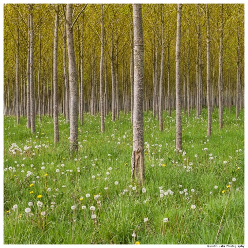 Infinite Forest, Kemble, England 