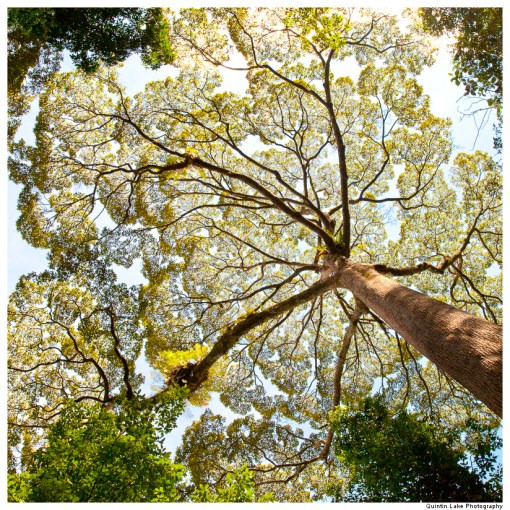 Dipterocarp tree at Poring Hot Springs. Sabah