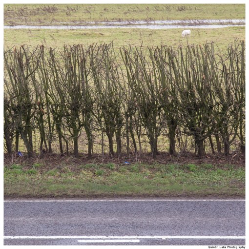 Severn Way: Caersws to Welshpool