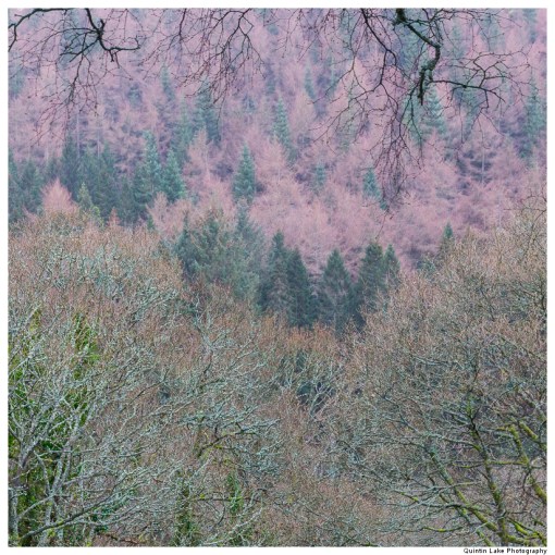 Severn Way: Hafren Forest to Caerswys